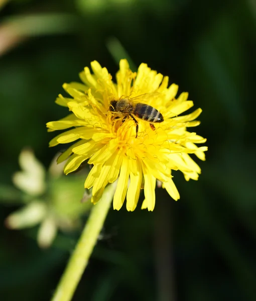 Dandelion flower with bee. — Stock Photo, Image