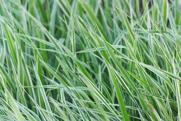 Hierba verde con rayas blancas . —  Fotos de Stock