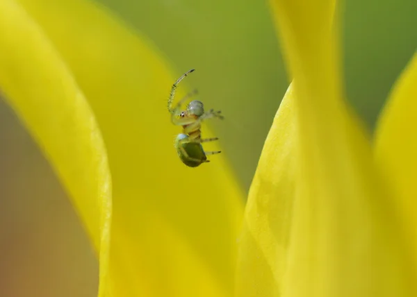 Zielony pająk na żółty kwiat. — Zdjęcie stockowe