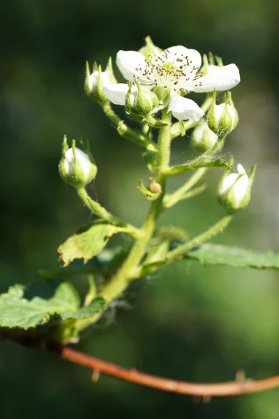 böğürtlen Şubesi çiçeklenme.