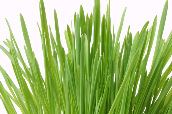 Green grass. Isolated on white.
