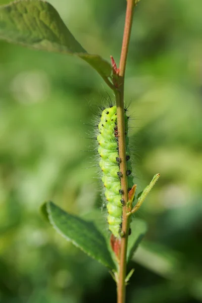 Green caterpillar on a branch plant. — Stock Photo, Image