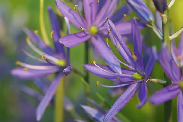 Fleur violette dans le jardin. — Photo