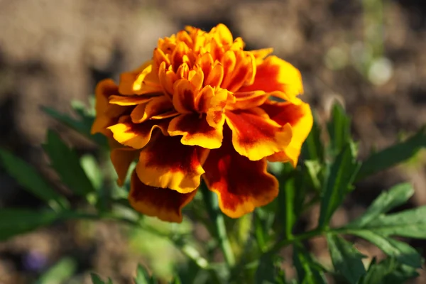 Цветок Мэриголд . — стоковое фото