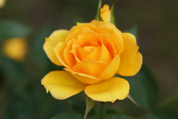 Roses jaunes dans le jardin. — Photo
