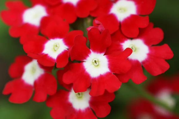 Röd blomma i trädgården. — Stockfoto