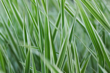 beyaz çizgileri ile yeşil çimen. 