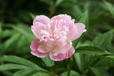 Bahçede pembe şakayık.