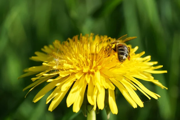 Dandelion flower with bee in the garden. — Stock Photo, Image