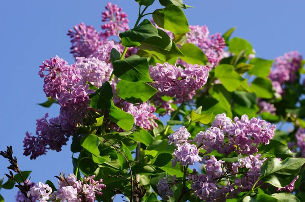 Blooming lilacs against the sky. — Stock Photo, Image