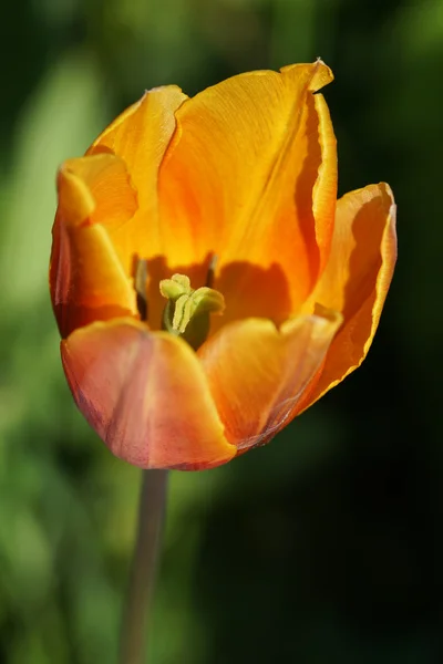 Yellow tulip on a green background. — Stock Photo, Image