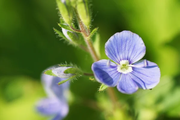 Flor azul sobre fondo verde. —  Fotos de Stock