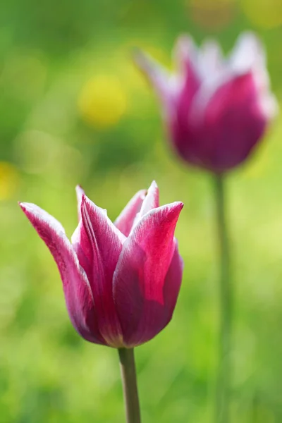 Two pink tulip in the garden. — Stock Photo, Image