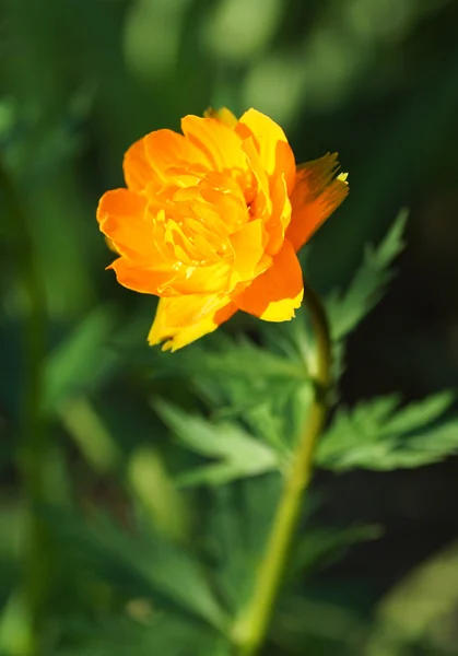 Flor naranja en el jardín. —  Fotos de Stock