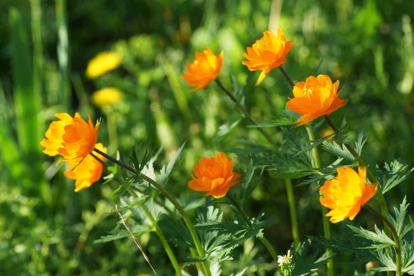 Оранжевый цветок в саду. — стоковое фото