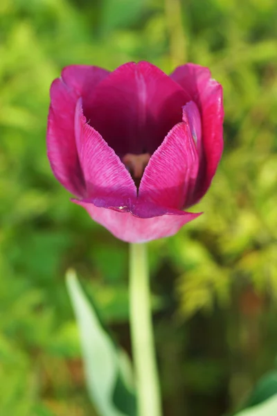 Rosa Tulpe im Garten. — Stockfoto