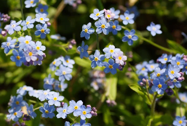 Forget-me-not flowers in the garden. — Stock Photo, Image