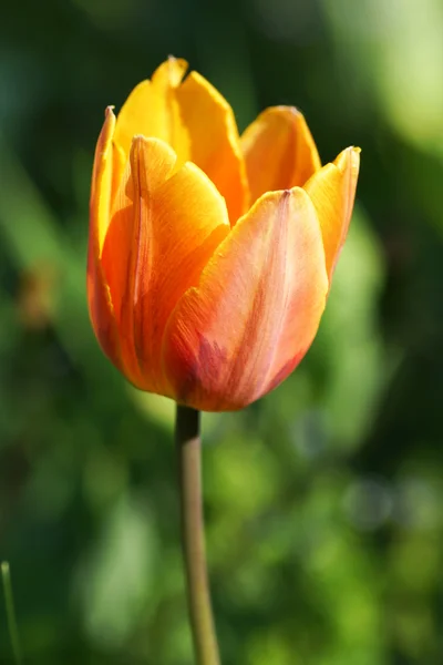 Оранжевые тюльпаны в саду. — стоковое фото