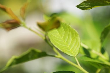 Sayfa ağaç dalları parçası üzerinde odaklanmak. 