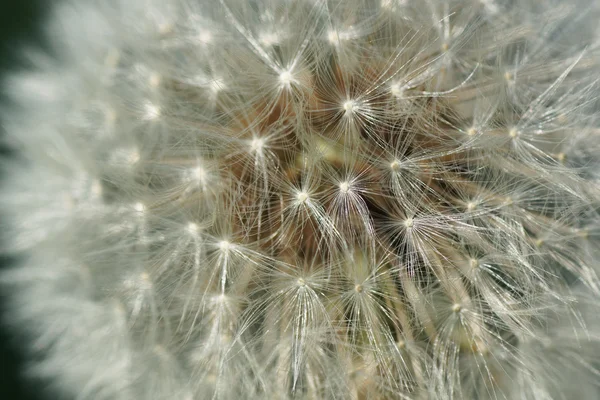 Part of the flower of white dandelion. — Stock Photo, Image