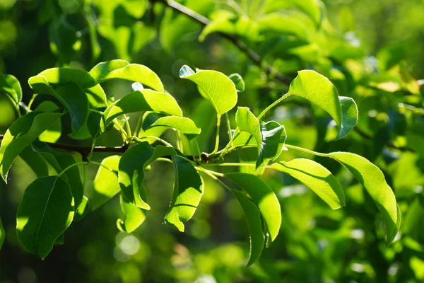 Tak van een boom in een tuin. — Stockfoto