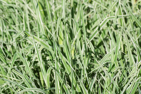 Grünes Gras mit weißen Streifen. — Stockfoto