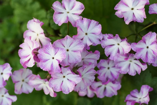 Pink flower blossoms. — Stock Photo, Image