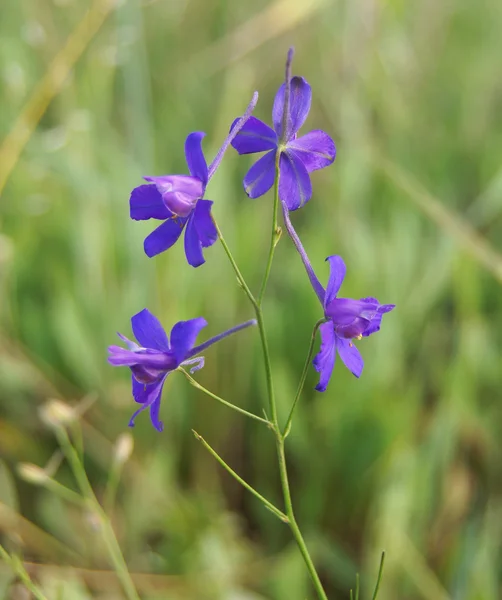 Flor azul sobre fondo verde. —  Fotos de Stock