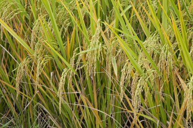 altın pirinç tarlaları Güney Çin'de hasat için hazır