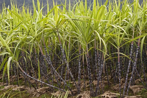 Ένα πεδίο του ζαχαροκάλαμου που αυξάνεται σε guilin county, guangxi zhuang αυτόνομη περιφέρεια, Κίνα — Φωτογραφία Αρχείου