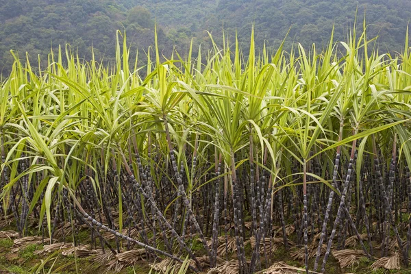 Un campo di coltivazione della canna da zucchero nella contea di Guilin, Guangxi Zhuang Regione Autonoma, Cina — Foto Stock