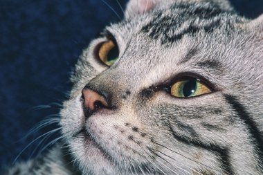 Portrait of a 5 month old gray tabby kitten