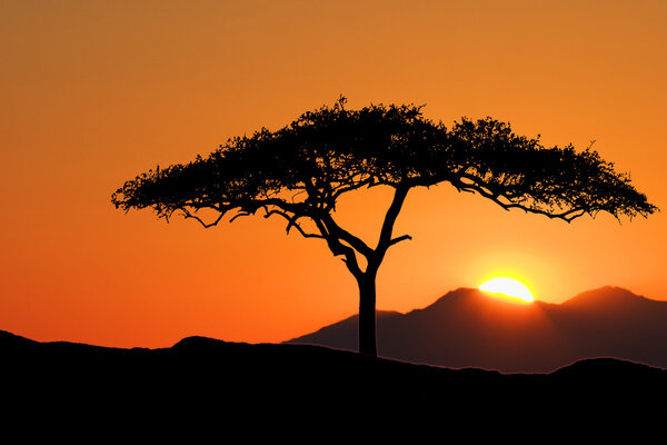 African Acacia Tree standing silhouetted against the morning sunrise