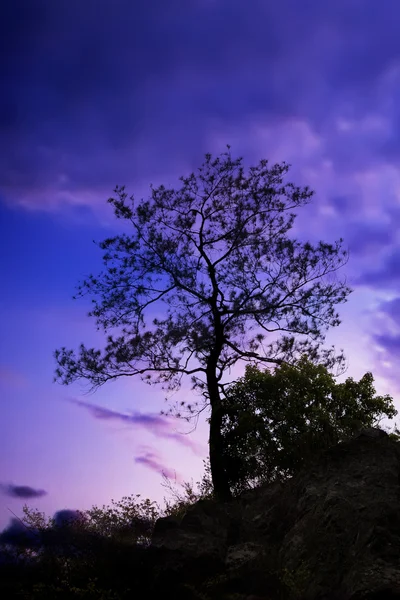 Tree standing silhouetted against the morning sunrise — Stock Photo, Image