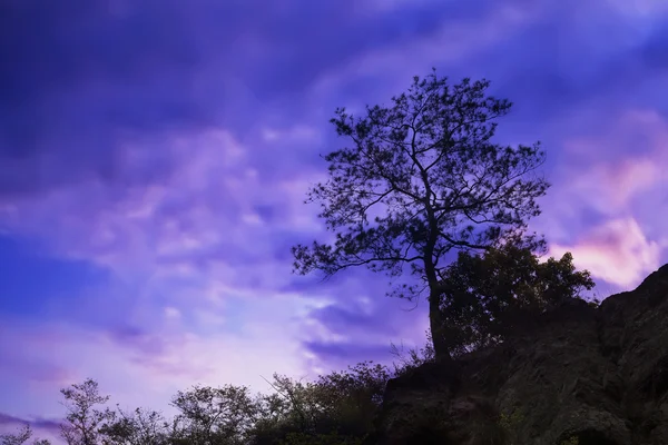 Mañana árbol — Foto de Stock