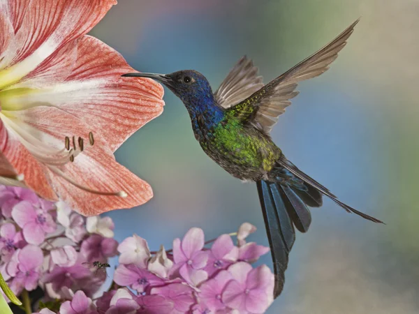 Un magnifique Colibri à queue d'hirondelle Eupetomena macroura de la campagne du Brésil — Photo