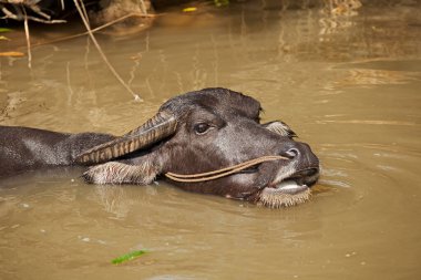 Çin 'in Guangxi Özerk Bölgesi, Yangshuo yakınlarındaki sıcak yaz gününde bir bufalo suda serinliyor.