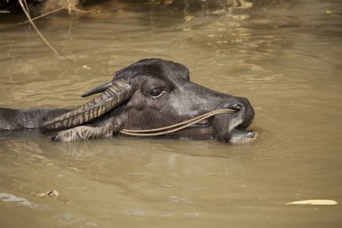 Çin 'in Guangxi Özerk Bölgesi, Yangshuo yakınlarındaki sıcak yaz gününde bir bufalo suda serinliyor.