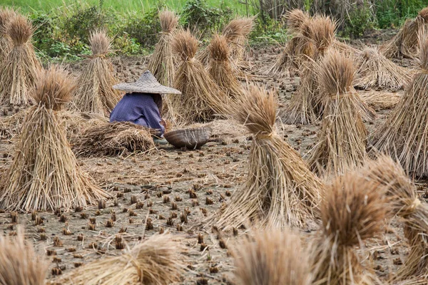Beautiful Year Old Chinese Woman Harvesting Rice Traditional Way Her — Stock Photo, Image