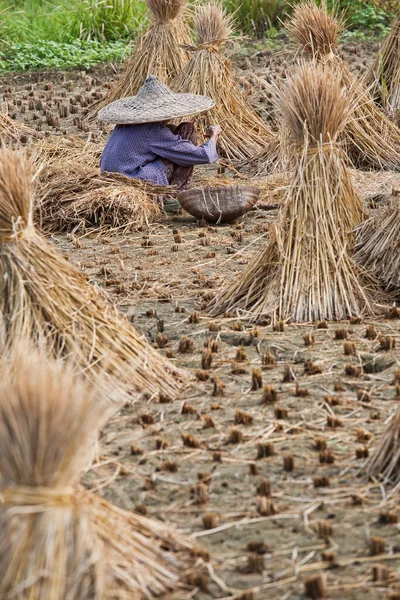 Beautiful Year Old Chinese Woman Harvesting Rice Traditional Way Her — Stock Photo, Image