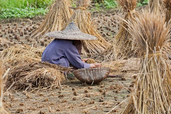 Μια Όμορφη 93Χρονη Κινέζα Που Θερίζει Ρύζι Τον Παραδοσιακό Τρόπο — Φωτογραφία Αρχείου