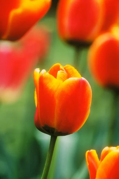 Сад Тюльпанів Наприкінці Весни — стокове фото