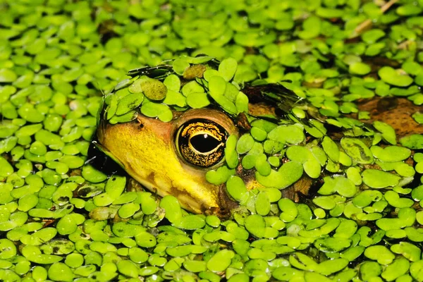 Πράσινος Βάτραχος Rana Claimitans Melanota Που Κρύβεται Στο Duckweed — Φωτογραφία Αρχείου