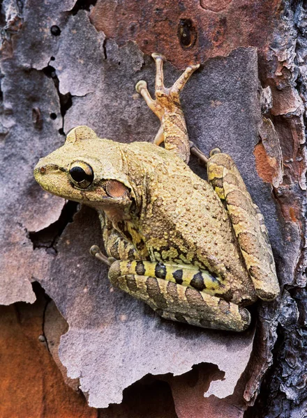Κουβανός Βάτραχος Hyla Septentrionalis Στο Pine Tree Στο Εθνικό Πάρκο — Φωτογραφία Αρχείου