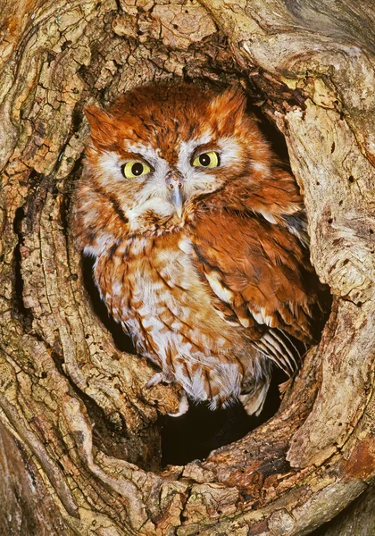 Östra Screech Owl Otus Asio Röd Morf Fas Skrikugglor Har — Stockfoto