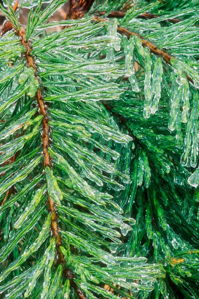 Ice Covered Pine Trees Winter Ice Strom — Stock Photo, Image