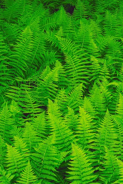 New York Ferns Thelypteris Noveboracensis Great Smoky Mountains National Park — Foto Stock