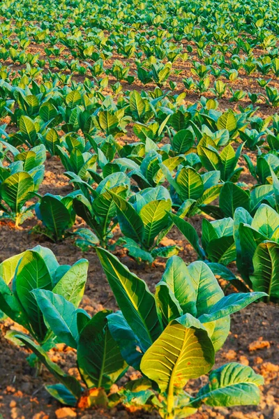 Tobacco Seedlings Growing Field Lexington Kentucky Usa — Stockfoto
