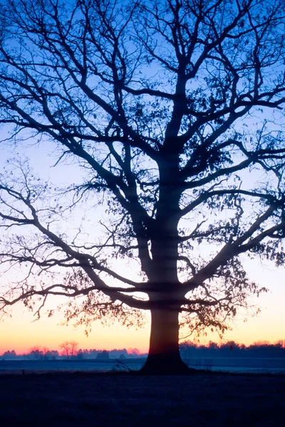 Kırsal Kesimde Yalnız Bir Ağaç Güneş Doğarken Siluete Bürünmüş — Stok fotoğraf