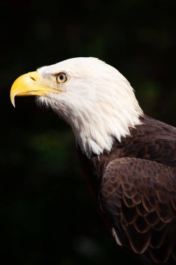 Dramatic portrait of the Bold Eagle Haliaeetus leucocephalus the symbol of American pride
